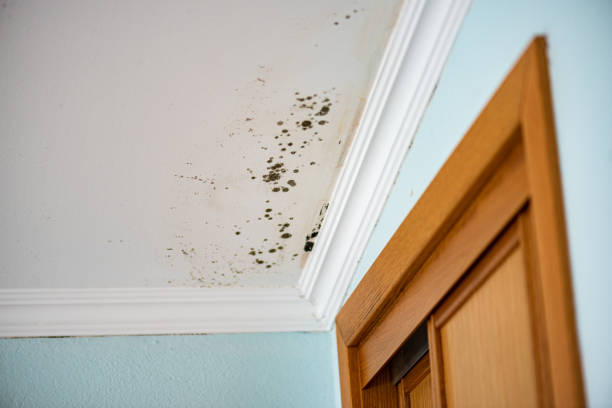 Best Mold Cleaning Services  in Boise, ID