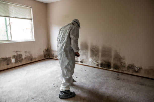 Best Toxic Mold Removal  in Boise, ID